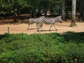 广州动物园游玩时间,广州一日游及广州动物园游玩攻略