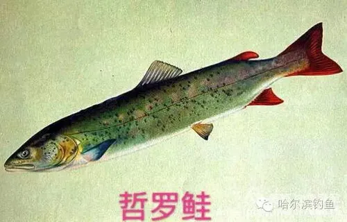 湖南常见淡水鱼