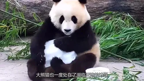大熊猫那么大为什么生的孩子那么小,介绍大熊猫大美的出生