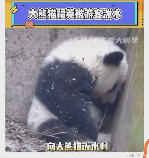 泼熊猫的女游客是谁