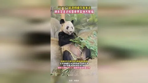网友突击式检查世界各地大熊猫