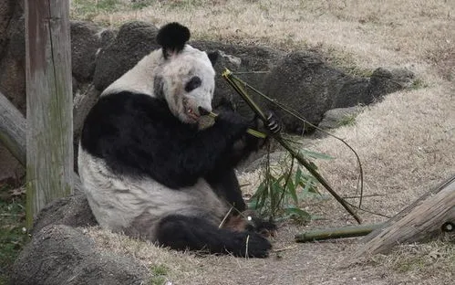 关于熊猫丫丫的新闻