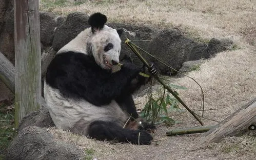 关于丫丫熊猫的新闻,可爱熊猫连上热搜，和花被连续夺笋后爆红，丫丫瘦骨嶙峋让人心疼