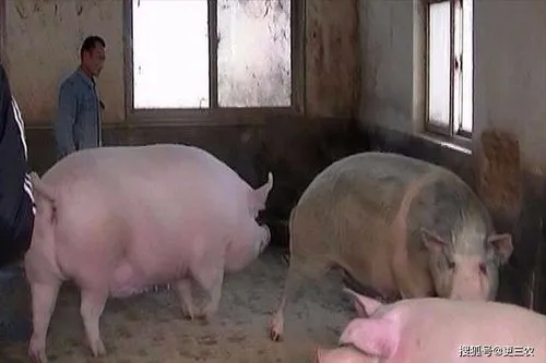 中国10000斤猪王图片,猪一辈子不宰能长多大？2200斤猪王皈依佛门，央视专门拍摄纪录片