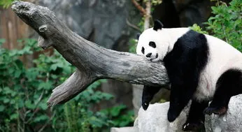 关注美香大熊猫一家