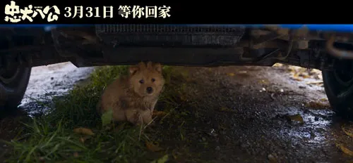 《忠犬八公》在线观看剧情 冯小刚、陈冲领衔主演