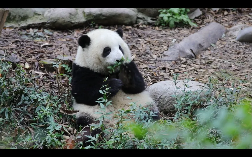 大熊猫“和花”已被注册商标 顶流花花的爸爸也是帅熊