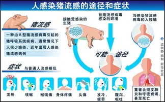 甲型流感有什么症状,甲型H1N1流感的症状表现