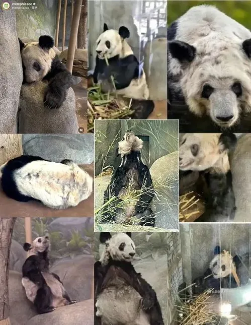 孟菲斯动物园,美国孟菲斯动物园虐待国内大熊猫，在美华人反抗，轮流看护
