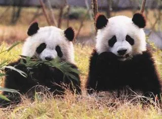 熊猫乐乐最新消息,旅美熊猫乐乐去世！丫丫被盼回国，66年熊猫外交到底发生了什么？