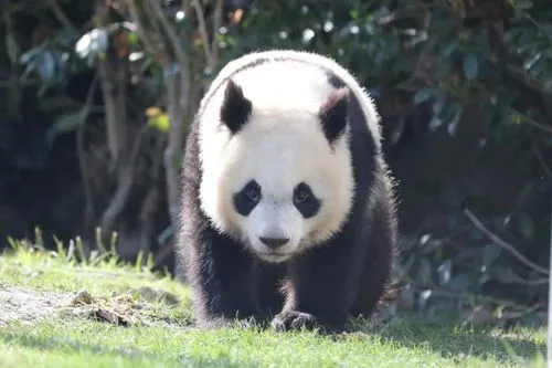 丫丫熊猫现状,网友呼吁接回旅美大熊猫丫丫 大熊猫丫丫怎么了现状曝光