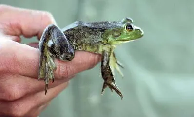 牛蛙吃老鼠,长着尖刺状牙齿，能吞老鼠的非洲牛蛙，还被叫做“小精灵蛙”？