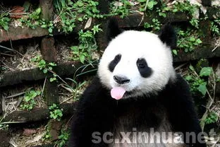 四川成都大熊猫,大熊猫“香香”回到家乡四川成都