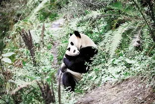 大熊猫八喜,大熊猫“映雪”与“八喜”同时被放归自然