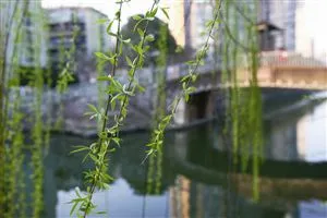 浙江入春时间,浙江多地明日入春！为什么比往年早？