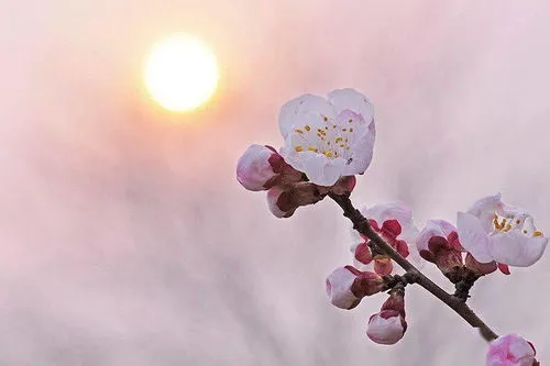 三月是什么季节,邂逅相遇在阳春三月桃花盛开的季节