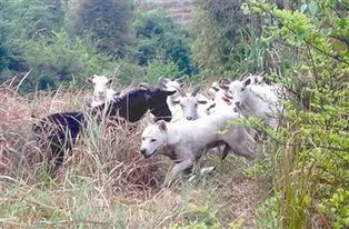 4条狼青犬咬死80多只羊,5只狼进村捕羊，2只守在村民屋门前，3只跳进羊圈，咬死80多只羊
