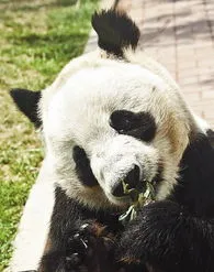 山东省内哪个动物园有大熊猫