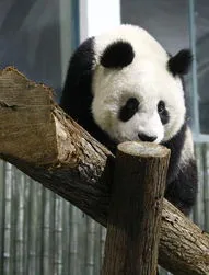 上海动物园有几只大熊猫,接“丫丫”回家被刷屏！今天，又将有3只大熊猫启程回国