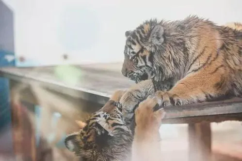 动物园的老虎为什么不咬饲养员,为什么动物园中的老虎比野生的老虎更危险？