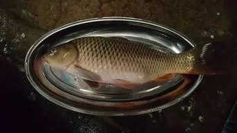蒸鱼用多大的盘子