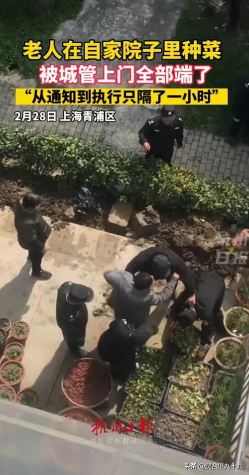 老人自家院子种菜被上门强行清理,老人自家院子种菜被上门强行清理