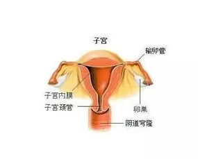 胚胎放入子宫游走图片,解析试管胚胎移植，卵裂期胚胎与囊胚的区别