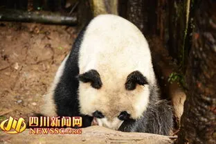 大熊猫优优吃了自己的孩子