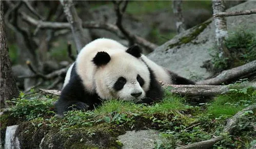 世界上唯一不属于中国的大熊猫,法媒：英国唯一一对大熊猫将返回中国
