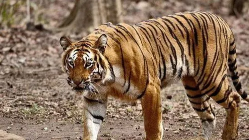 老虎为什么怕黑豹,科普时刻：家猫和老虎到底有什么关系