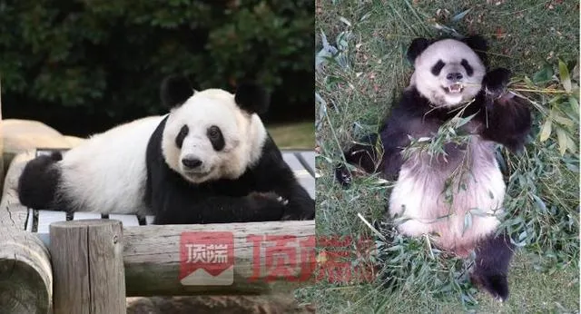 大熊猫丫丫是哪个动物园的  孟菲斯动物园大熊猫丫丫回国了吗 美国动物园将归还大熊猫丫丫和乐