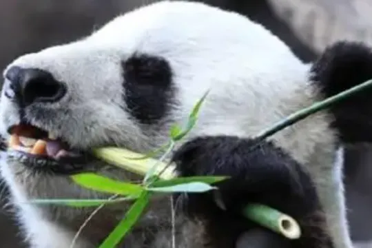 大熊猫丫丫乐乐最新消息图片 大熊猫丫丫乐乐什么时候回国 美国大熊猫乐乐丫丫最新消息