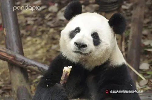 大熊猫耳朵炸毛是咋回事？ 熊猫炸毛是因为什么原因？