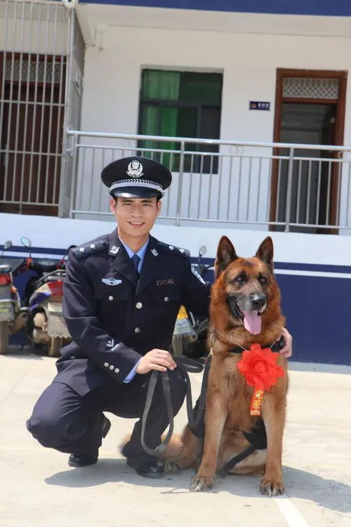 警犬退役之后去哪了？ 警犬死之前为什么离开家？