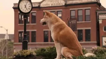 忠犬八公的狗狗是什么品种,历史上著名的狗狗系列——忠犬八公