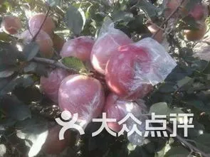 江苏徐州丰县产苹果吗 徐州丰县的苹果