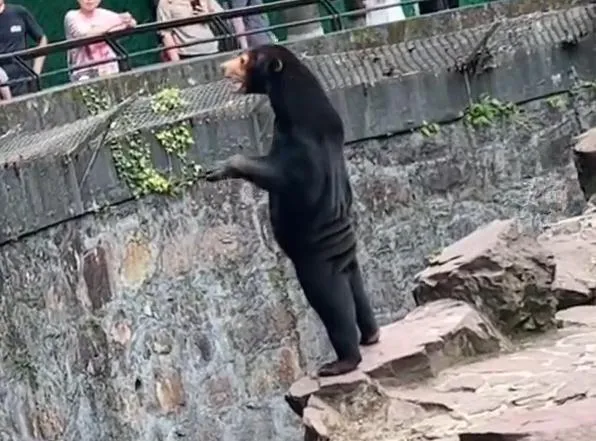 杭州动物园的黑熊叫什么 杭州动物园一黑熊被指是员工假扮的？