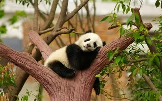 放归大熊猫全部惨死,一放归野外大熊猫确认死亡 死时有外伤