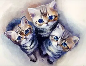 猫最忌讳的三个属相,“属猫的人”最适合养猫，确认一下，你是不是天生的猫奴命？