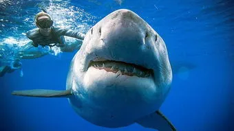 100种鲨鱼名称大全