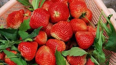 香甜草莓下一句 香甜草莓什么意思 香甜草莓暗号是什么