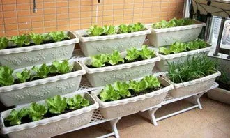 阳台种菜能吃吗,阳台上能养花就能种菜，这“38种菜”种起来，吃都吃不完