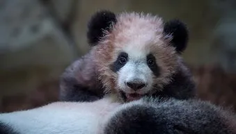 一只在法国出生的熊猫 一只在法国出生的熊猫表情包