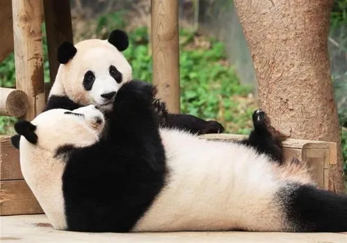韩国的大熊猫 韩国的大熊猫叫什么