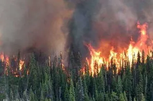 加拿大森林大火原因 加拿大森林大火原因分析