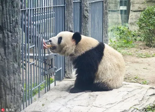 北京动物园萌兰生日 北京动物园萌萌