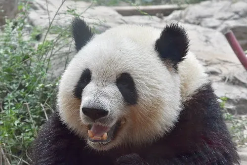 大熊猫萌兰几岁了 大熊猫萌兰几岁了?