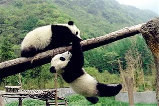 熊猫萌兰小时候被电 为什么萌兰不参与繁育了