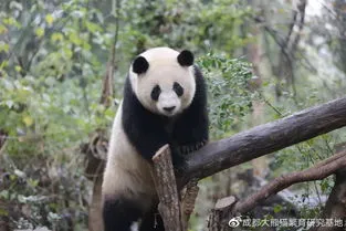大熊猫喜兰为什么没孩子 大熊猫喜兰有孩子了吗