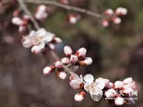 重庆几月份入春 重庆几月份入春啊